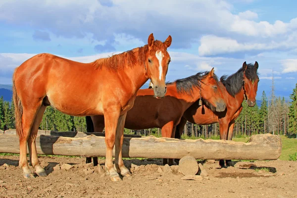 Cavalos em um pasto de montanha de verão — Fotografia de Stock