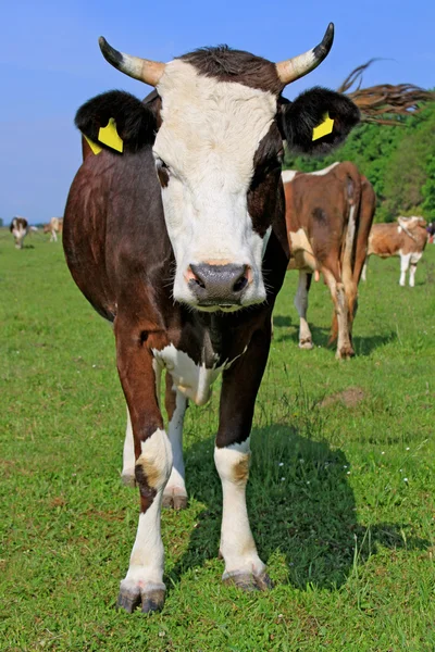 Vaca en un pasto de verano —  Fotos de Stock