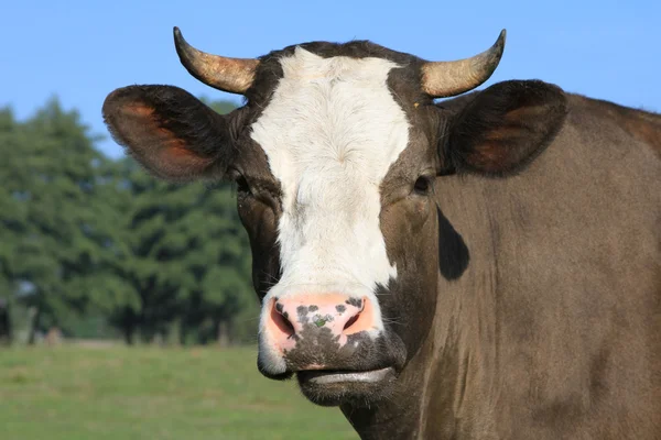 Głowa krowy z pastwiska — Zdjęcie stockowe