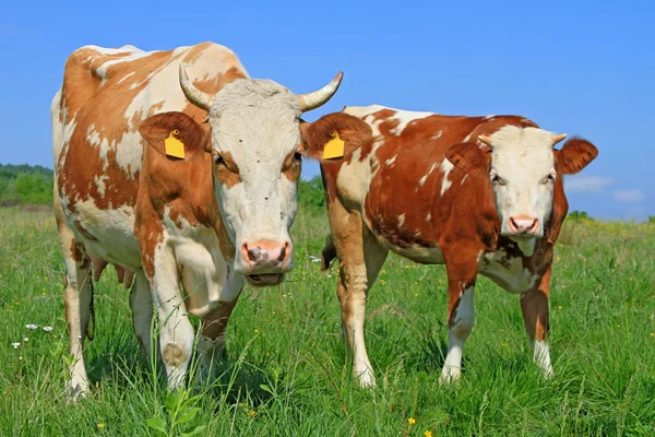 El ternero cerca de la madre en el pasto veraniego — Foto de Stock