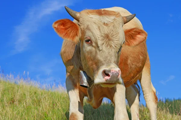 The calf on a summer pasture — Stock Photo, Image