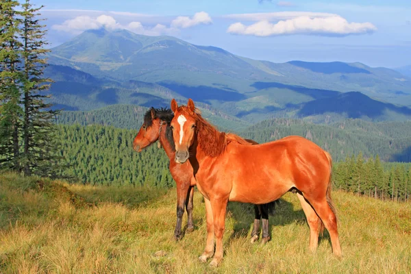 Chevaux sur un alpage d'été — Photo