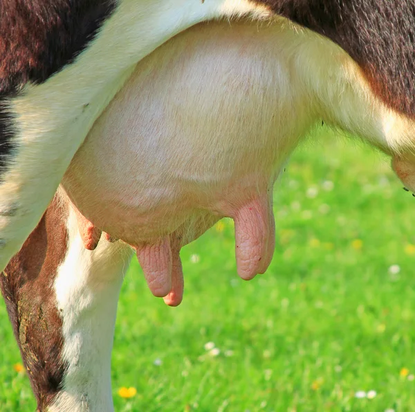 Udder di una giovane mucca — Foto Stock