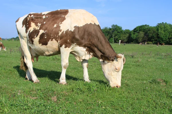 Koe op een zomerweide — Stockfoto