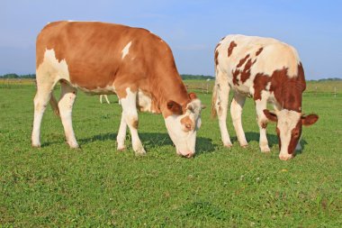 bir yaz mera derisindeki