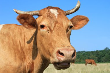 bir inek bir mera karşı başkanı