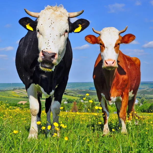 Коровы на летнем пастбище — стоковое фото