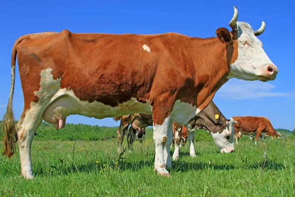 Vaca em um pasto de verão — Fotografia de Stock