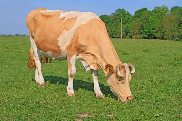 Cow on a summer pasture — Stock Photo, Image