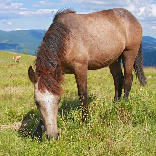 Cavallo su un pascolo estivo di montagna — Foto Stock