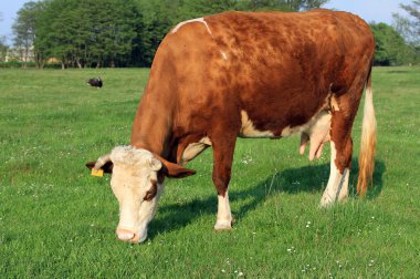 Yaz otlağında inek