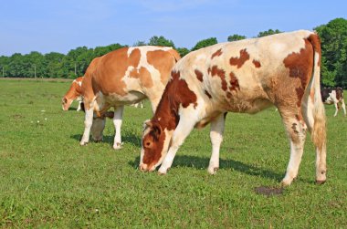 bir yaz mera derisindeki