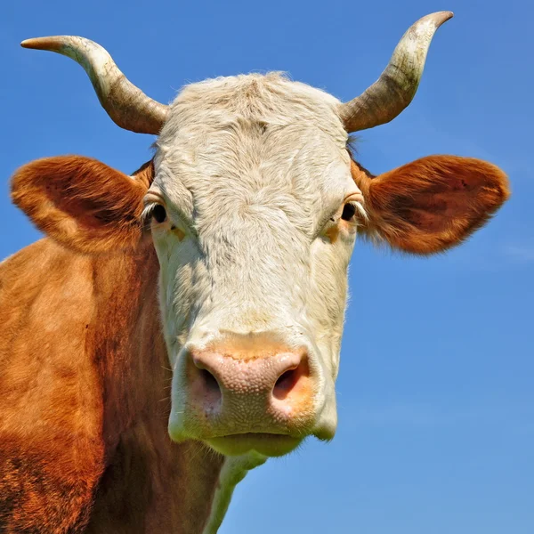 Cabeça de vaca contra o céu — Fotografia de Stock