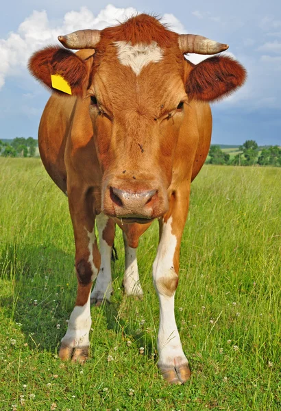 Vaca em um pasto de verão — Fotografia de Stock