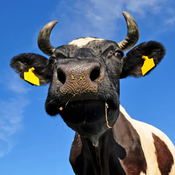Testa di mucca contro il cielo — Foto Stock
