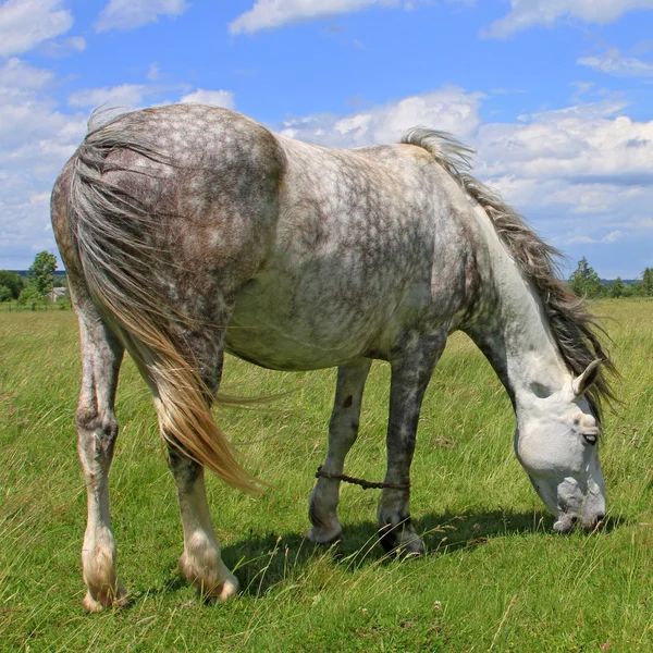 Cheval sur un pâturage d'été — Photo