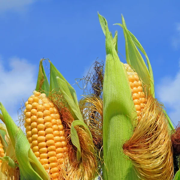 年轻的玉米反对天空耳朵 免版税图库照片