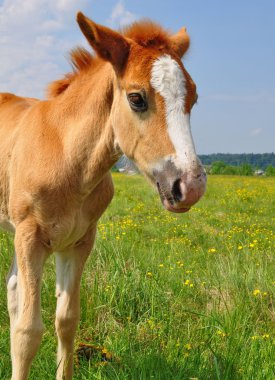 Yaz mera üzerinde tayı