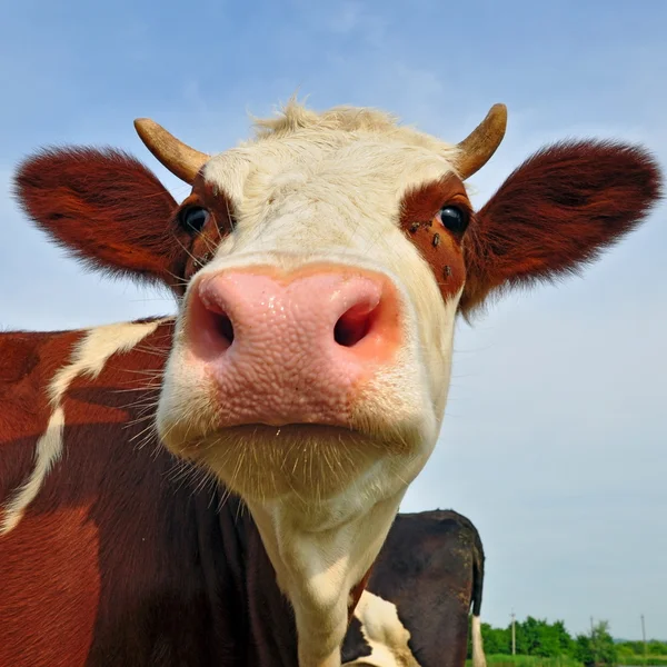 空を背景に、牛の頭 — ストック写真