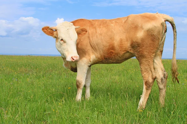 The calf on a summer pasture — Stock Photo, Image