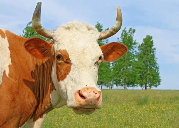 Kopf einer Kuh gegen eine Weide — Stockfoto