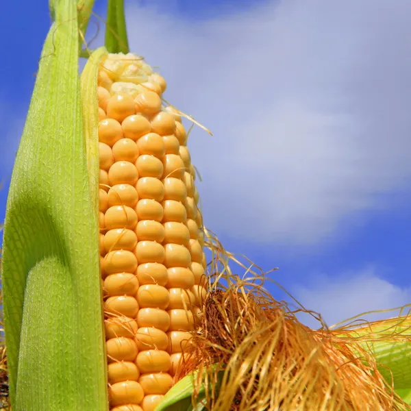 Mısır gökyüzüne karşı genç kulaklar