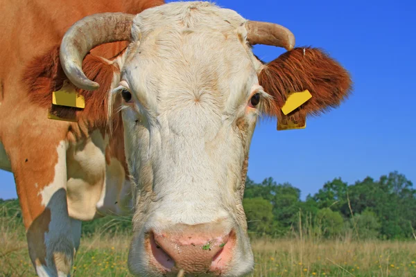 Head of a cow against a pasture — Stock Photo, Image