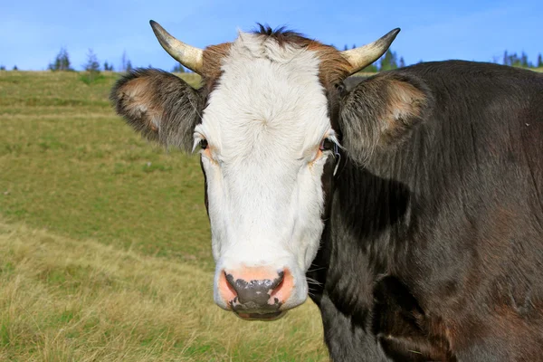 Tête de vache contre un pâturage — Photo