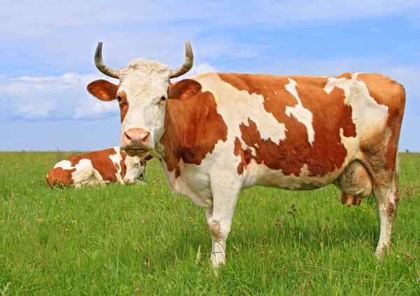 Vaca em um pasto de verão — Fotografia de Stock