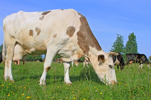 Kuh auf einer Sommerweide — Stockfoto