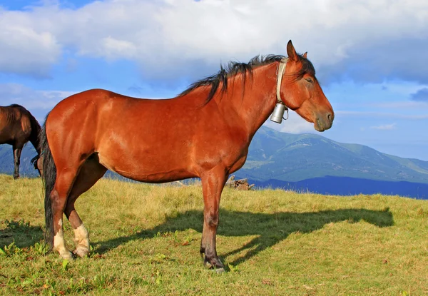 Caballo en un pasto de montaña de verano —  Fotos de Stock