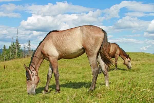 Hästar på sommarbete en sommar — Stockfoto