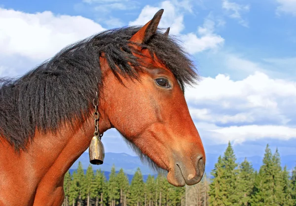 Cabeça de cavalo contra o céu — Fotografia de Stock