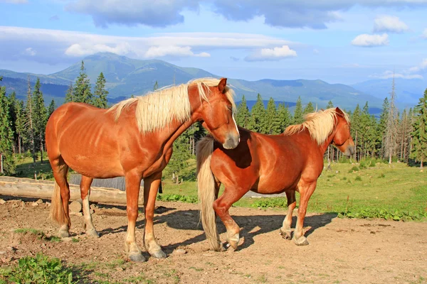 Horses on a summer mountain pasture — Stock Photo, Image