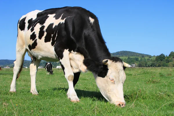 Koe op een zomerweide — Stockfoto