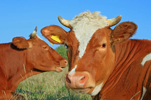 Cabeça de uma vaca contra um pasto — Fotografia de Stock