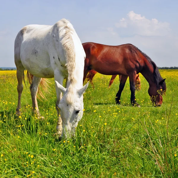 Cavalos em um pasto de verão — Fotografia de Stock