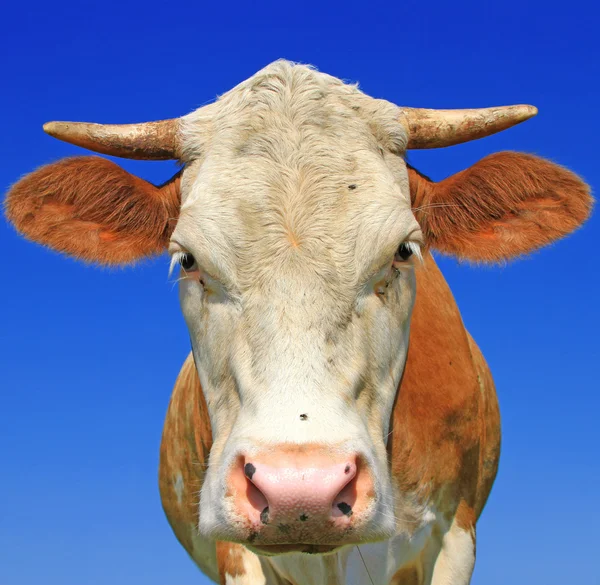 Kopf einer Kuh gegen den Himmel — Stockfoto