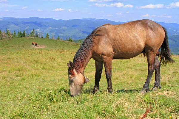 Koni na pastwiskach górskich, lato — Zdjęcie stockowe