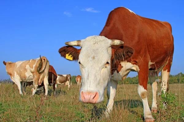 Cow on a summer pasture — Stock Photo, Image