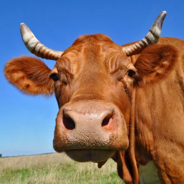 bir inek bir mera karşı başkanı