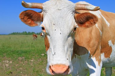 Yaz otlağında inek