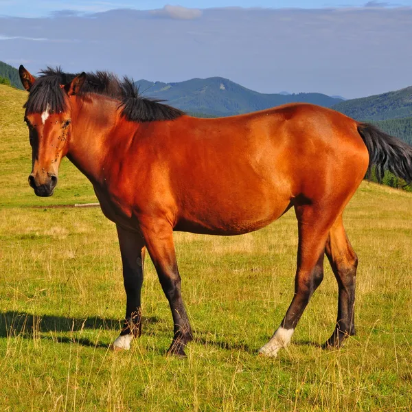 Cheval sur un alpage d'été — Photo