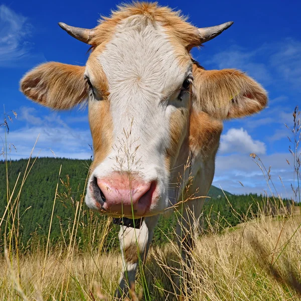 The calf on a summer mountain pasture — Stock Photo, Image