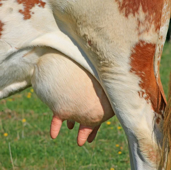 Udder de uma vaca jovem — Fotografia de Stock
