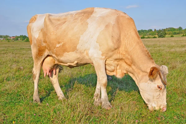 Cow on a summer pasture — Stock Photo, Image