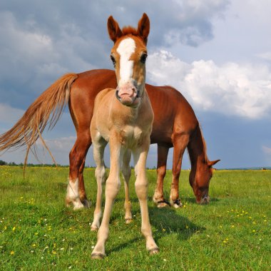 Foal with a mare on a summer pasture clipart
