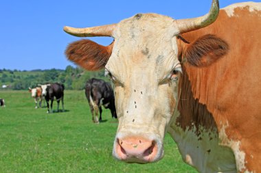 bir inek bir mera karşı başkanı