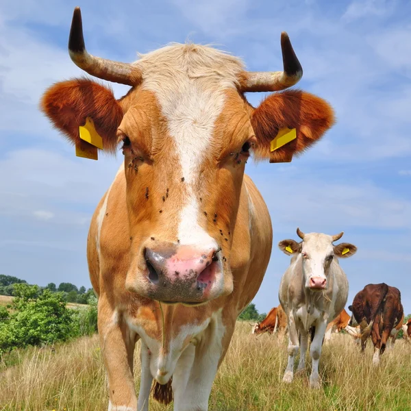 Vacas em um pasto de verão — Fotografia de Stock