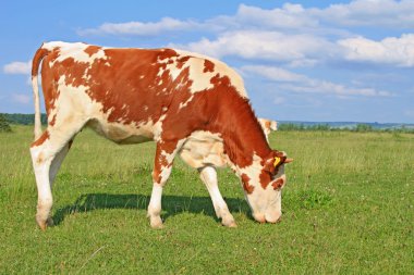 bir yaz mera derisindeki